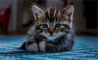 宠物猫多久驱虫一次