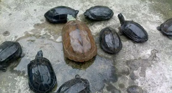 如何才能养出一只好墨龟，这些养龟知识简单又实用