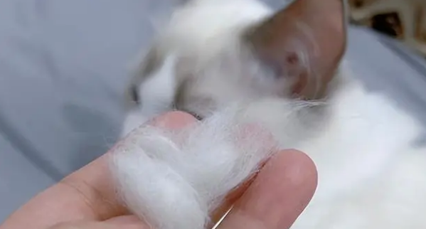 猫掉毛怎么办最好的方法