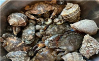 海螺和螃蟹蒸多长时间