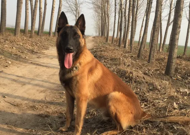 养马犬的几个“好处”，养了就知道了