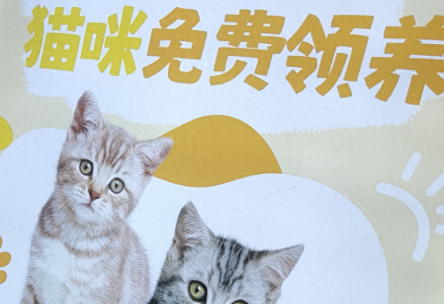 免费领养猫咪，为何还要每个月付钱？