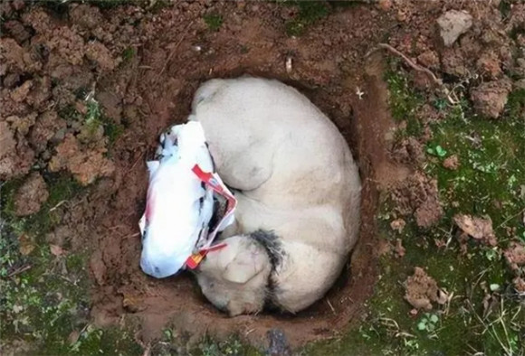 车压死的小猫为啥不能埋 车压死的小猫为啥不能埋