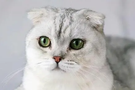 斑布猫真的存在吗