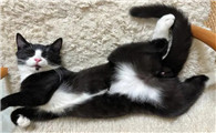 猫掉毛掉硬毛咋办