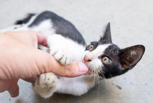 被猫抓了一下过了24小时还可以打针吗