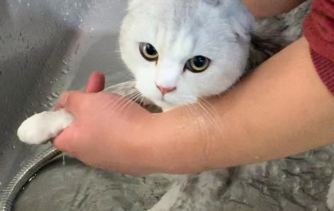 宠物店怎么给猫洗澡