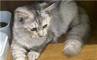 4个月左右小猫体重多少
