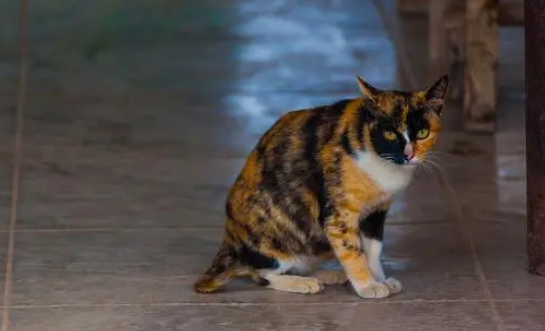 玳瑁猫饲养全攻略,从入门到精通 玳瑁猫饲养全攻略,从入门到精通