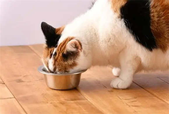 猫咪能吃的食物有哪些和不能吃的 猫咪能吃的食物有哪些和不能吃的
