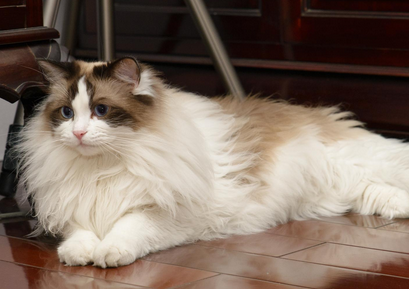 宠物猫可以带上高铁吗 宠物猫可以带上高铁吗
