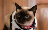 猫适合多少度的室温
