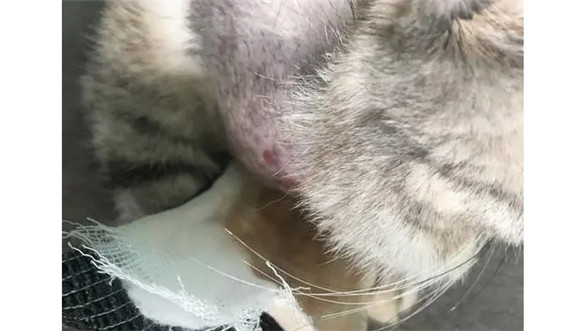 猫咪脖子有硬块是怎么回事 猫咪脖子有硬块是怎么回事