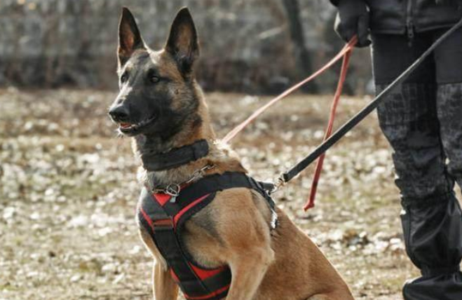 养马犬前需要了解的5个方面，速来get！
