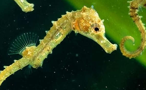海马价格多少钱一条