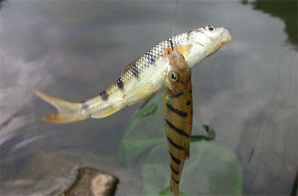 石斑鱼有河里的吗 石斑鱼有河里的吗