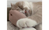 被猫亲近的女生有什么特点