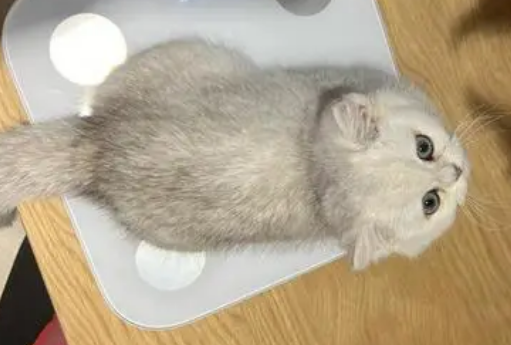 4个月小猫正常体重多少