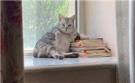 猫生产前多久有奶水