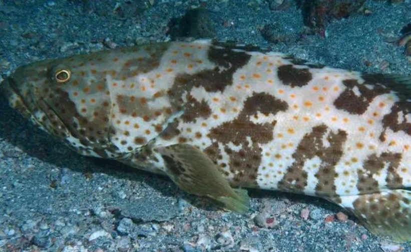 野生深海石斑鱼