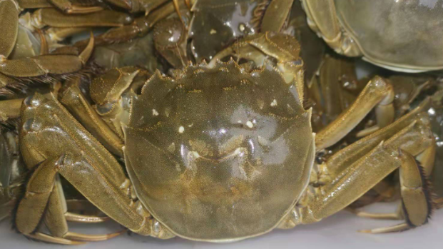 食用阳澄湖大闸蟹时应该喝什么酒呢? 食用阳澄湖大闸蟹时应该喝什么酒呢?