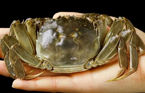 淡水蟹哪种好吃