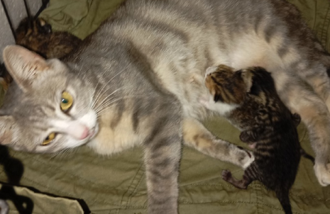 吃小猫的母猫还能留吗