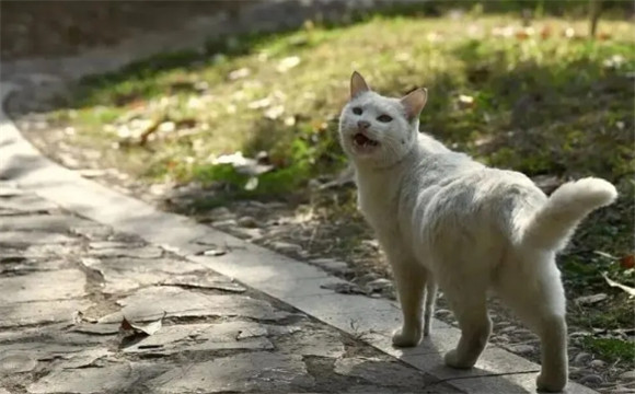 别人的猫跟着你走是什么兆头