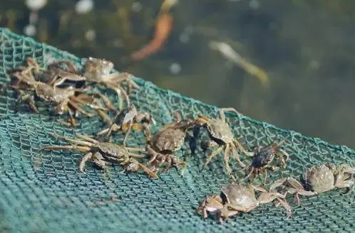 与水产站专家面对面交流大闸蟹养殖
