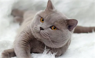 3个月小猫体重对照表