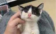 2个月小猫适宜温度