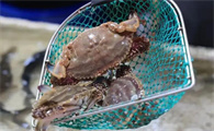 海里的梭子蟹
