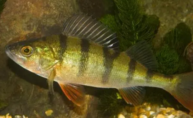 小河里的石斑鱼 小河里的石斑鱼