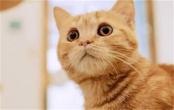 四个月小猫多重算正常 四个月小猫多重算正常