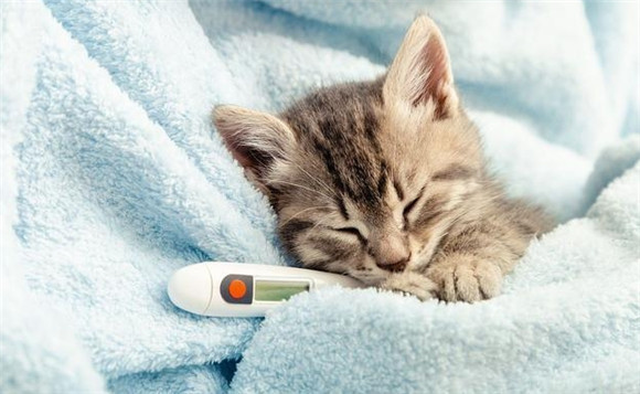 猫要多少度下生存