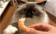 猫咪可以吃冷冻虾仁吗