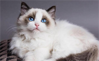 宠物猫能吃什么人吃的东西