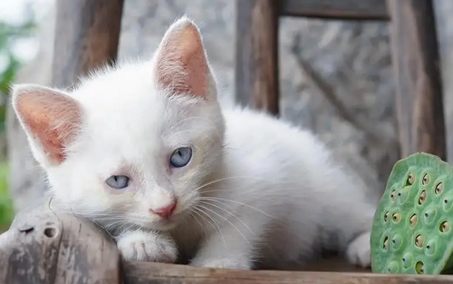 被猫抓多深可以不打疫苗