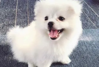 狗狗呕吐拉稀没精神不吃东西