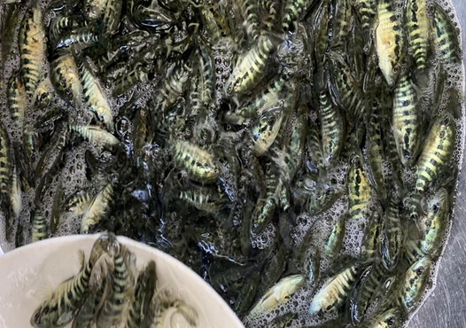 石斑鱼苗多少钱一公分