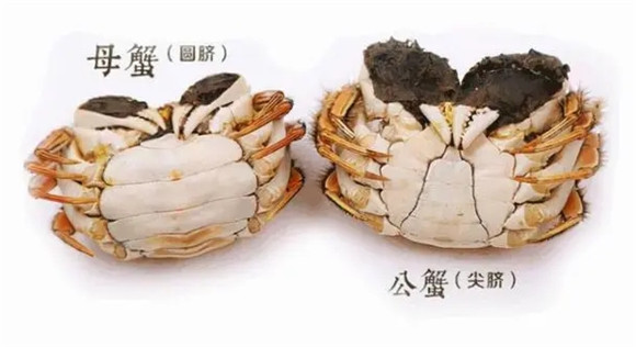 6月份吃大闸蟹公的还是母的