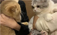 抱猫的正确姿势