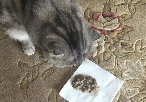 哺乳期母猫呕吐是什么原因