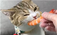 猫咪吃虾仁的危害