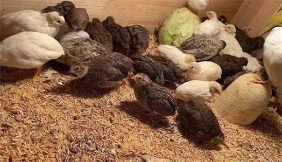 芦丁鸡怎样养最好