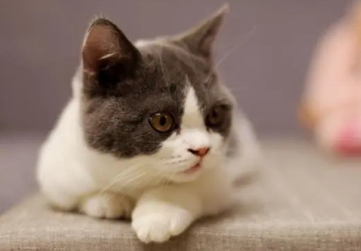宠物猫咪名字大全可爱