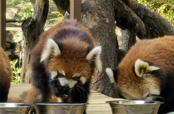 浣熊属于猫科动物吗