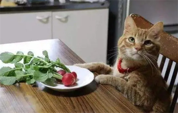 猫咪能吃的食物有哪些清淡