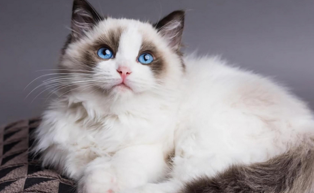 宠物猫能吃什么人吃的东西