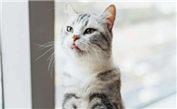猫适应温度多少合适